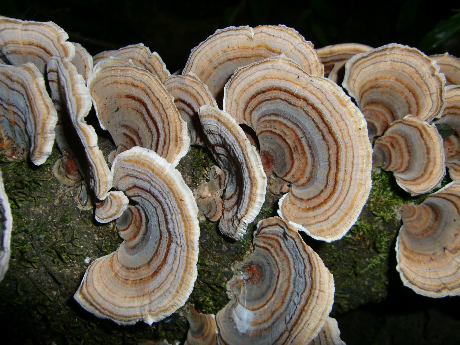 Detail of mushrooms
